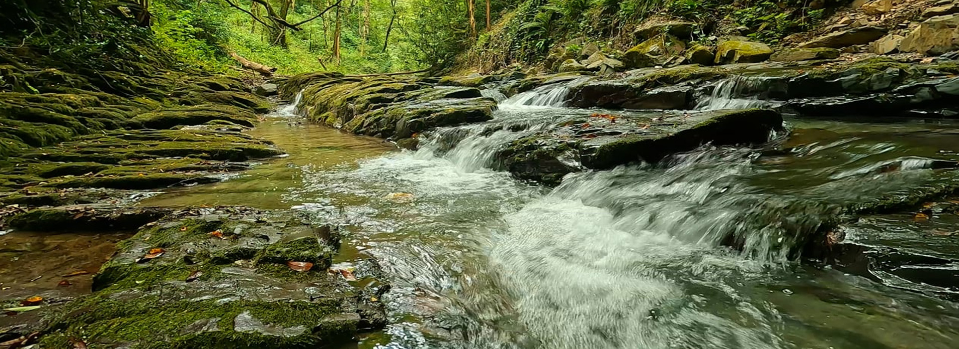 Honeymoon Tours, Wild Life Tours