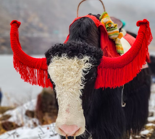 Magical North Sikkim Adventure