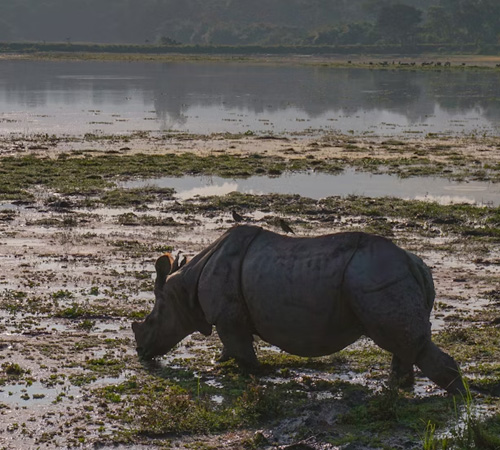 Kaziranga Wildlife Retreat