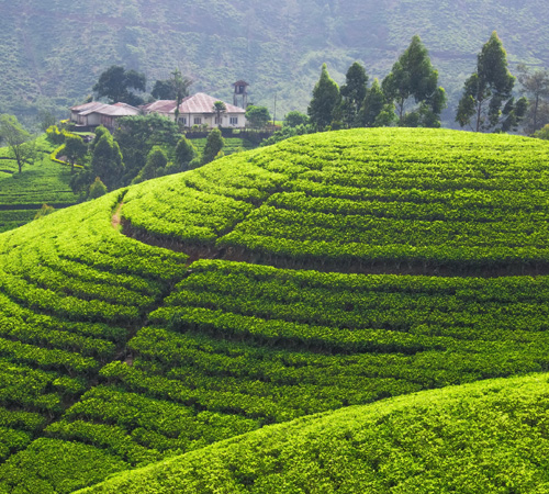 Assam Cultural & Wildlife Adventure