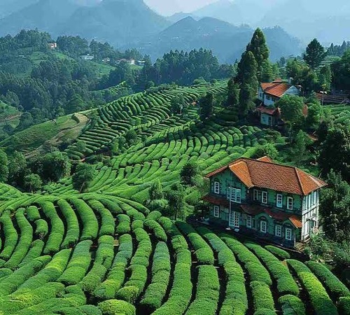 Nature & Serenity Ooty - Ooty tour package