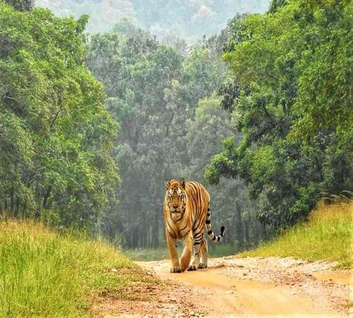 Jungle Book Escape