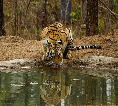 Tiger Trails Kanha - Kanha National Park tour package