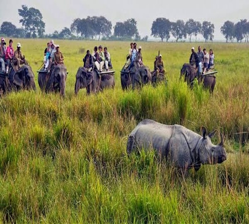 Rhino Trails Jaldapara - Jaldapara National Park tour package