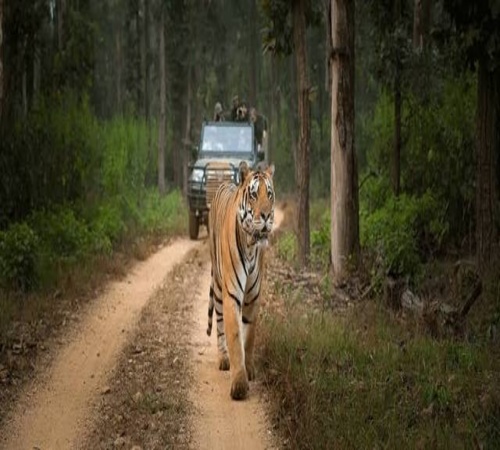 Tiger Trails Bandhavgarh - Bandhavgarh National Park tour package