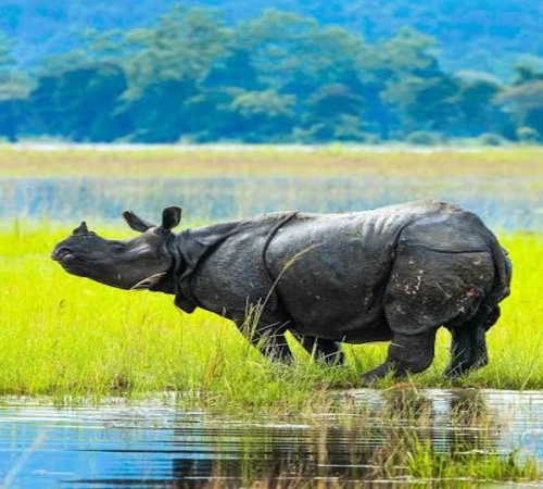 Safari and Culture Escape - Gorumara National Park tour package