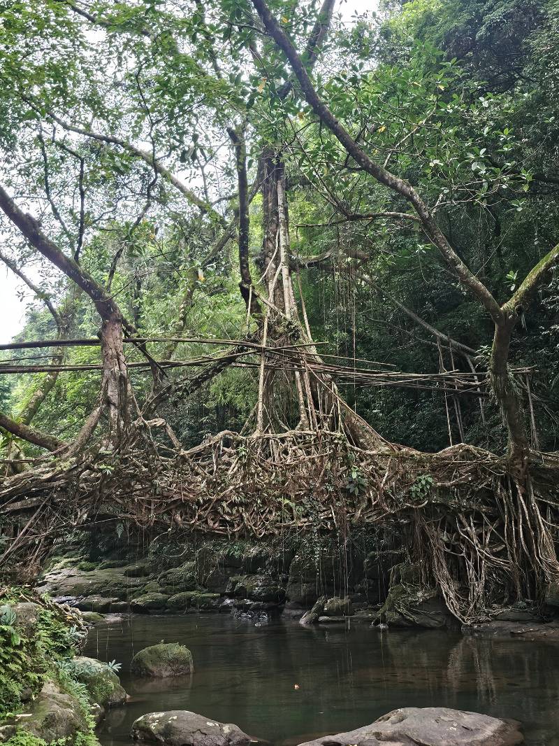 Rain, Roots & Wonders - Meghalaya (Shillong 1N – Cherrapunji 1N – Dawki 1N) - Meghalaya tour package